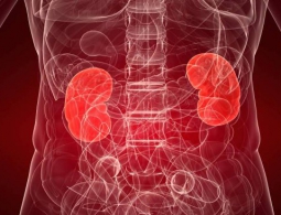 Создана одна из самых точных моделей искусственной почки