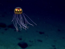 У Марианской впадины отмечен повышенный уровень токсичного загрязнения