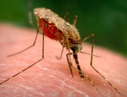 Вакцина от малярии успешно прошла клинические испытания