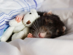 Ученые нашли переключатели сна в мозге мыши