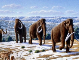 Биологи Гарвардского университета решили воскресить мамонтов через два года