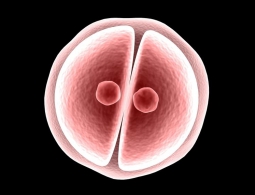 Ученые поддержали генетическую модификацию человеческих эмбрионов