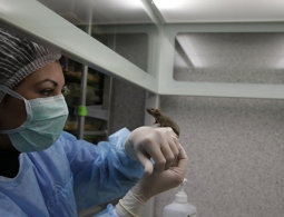 Ученые из МГУ успешно протестировали вещество, замедляющее старение