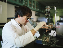 Российские учёные разрабатывают способ управления клетками с помощью магнита