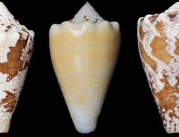 Ученые нашли замену морфию в яде морских улиток-"киллеров"