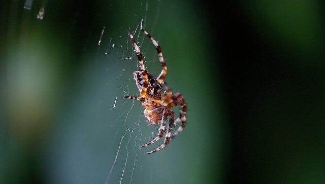 В Австралии мальчик выжил после укуса самого ядовитого паука в мире