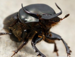 Биологи нашли "суперген", определяющий пол ребенка