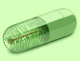 Российские ученые нашли противораковые свойства у экстракта пихты