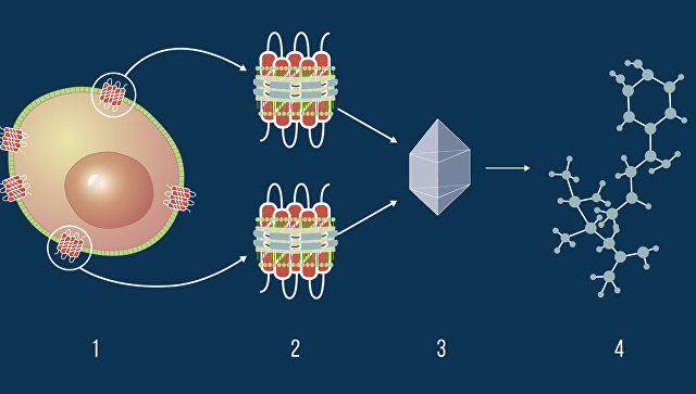 Открытие российских биофизиков поможет найти лекарства от тысяч болезней