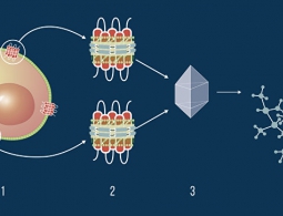 Открытие российских биофизиков поможет найти лекарства от тысяч болезней