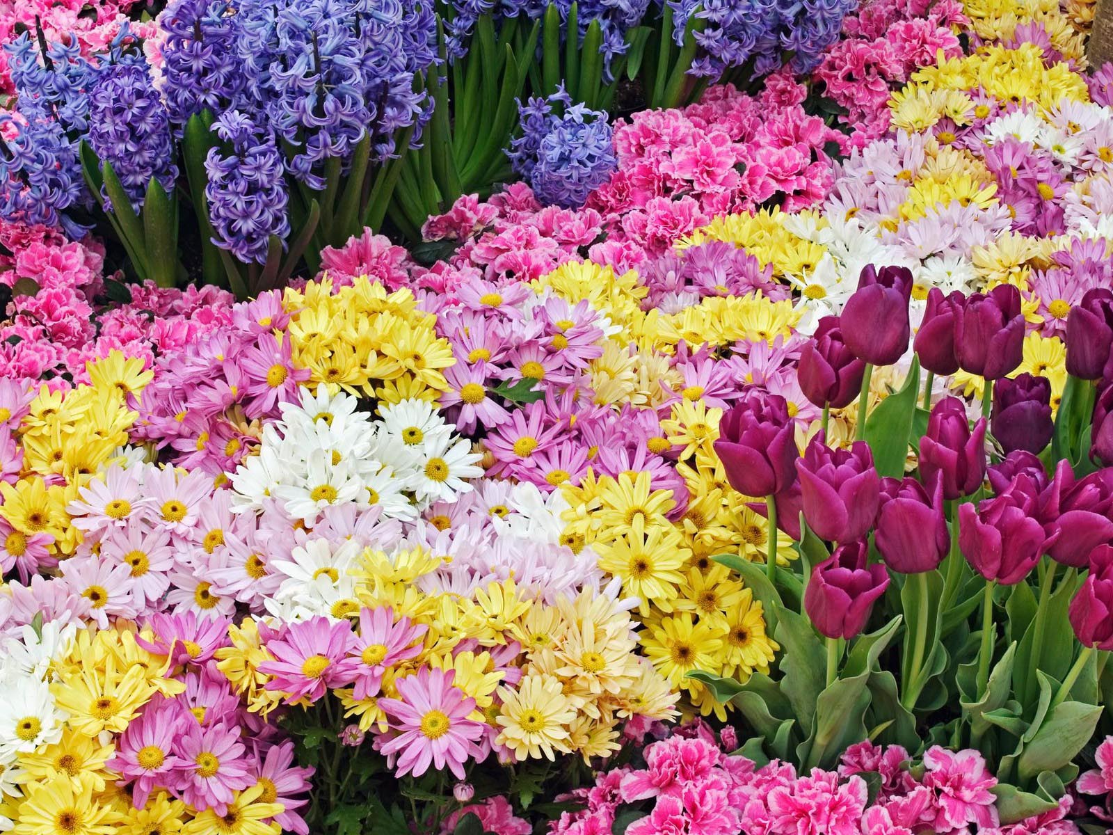 С 3 марта Брянск будет благоухать цветами