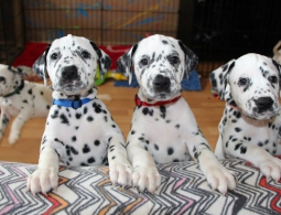 Согласились бы на генную модификацию собаки ради ее здоровья?