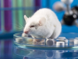 Ученые создали первый искусственный эмбрион мыши из стволовых клеток