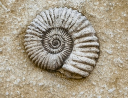 Как были обнаружены самые древние окаменелости в мире