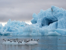 Ученые выяснили, когда Арктика станет полностью свободной ото льда