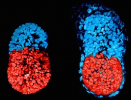 Создан первый в мире эмбрион без использования яйцеклеток и сперматозоидов