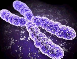 Российские ученые разработали новую технологию выявления хромосомной нестабильности