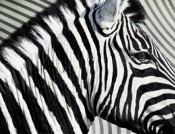 Искусственный интеллект и генетика живых существ обучаются очень похоже