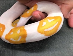 Селекционер из США вывел питона с рисунком смайликов-эмодзи на теле