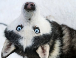 Собаки манипулируют людьми ради выгоды, выяснили ученые