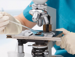 Ученые из МГУ выяснили, почему у пожилых людей отказывают почки