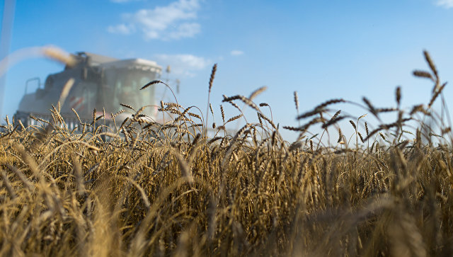 Анкара не подтвердила запрет на беспошлинный ввоз российской пшеницы
