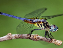 Как животные видят в темноте?