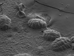 У тихоходок обнаружилась еще одна суперспособность