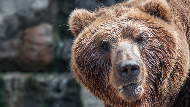 В Таганроге полиция ищет мужчину, выгуливавшего медведя во дворе