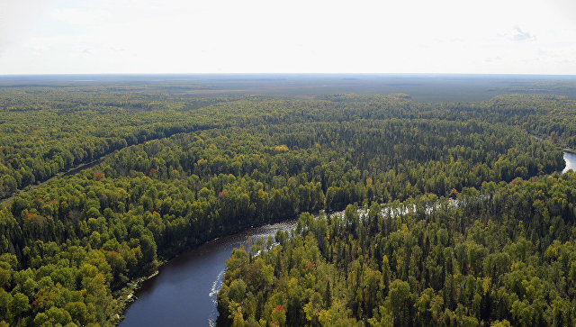 WWF назвал пять древнейших лесов в России, которые могут исчезнуть