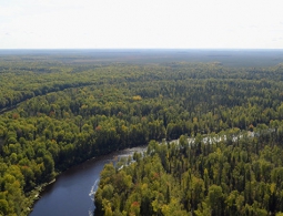 WWF назвал пять древнейших лесов в России, которые могут исчезнуть