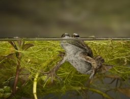 Чтобы лучше тебя видеть: зачем жизнь вышла из воды на сушу?