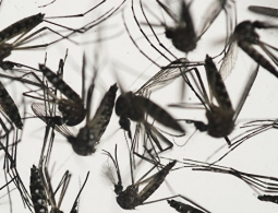 Ученые из Китая и Франции разработали вакцину от вируса Зика