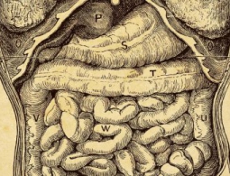 Микробы вашего тела, без которых вы не можете жить