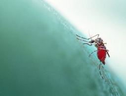 Учёные придумали быстрый и недорогой способ секвенирования генома