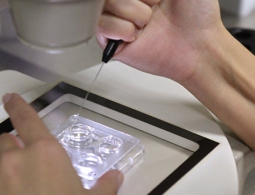 Родить чужого: зачем в России хотят запретить суррогатное материнство