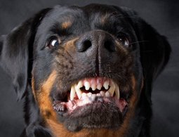 Требования к заводчикам собак могут прописать в законе