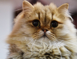 Ученые выяснили, как кошки на самом деле относятся к людям