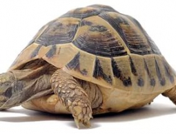 Корейские учёные установили телепатическую связь с черепахой