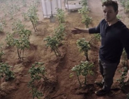 Перуанские ученые вырастили картофель в «марсоподобных» условиях