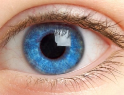 Впервые в мире пациенту пересадили донорские клетки сетчатки