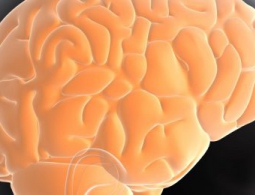 Смена рациона питания могла сделать мозг большим