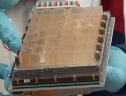 Ученые создали модель женской репродуктивной системы «на чипе»