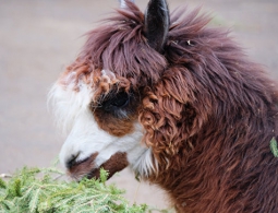 В Московском зоопарке родился первый детеныш альпака