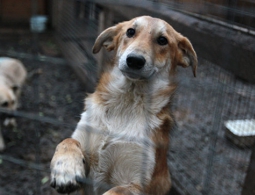 ОНФ предлагает ввести налог на животных