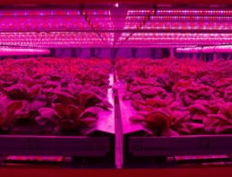 Вертикальные фермы: в будущем каждый сможет выращивать пищу дома