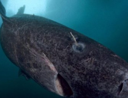 Секреты, которые позволяют животным жить столетиями