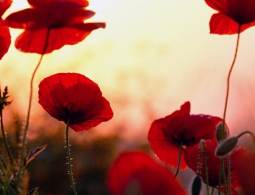 СМИ: в России хотят разрешить выращивать опиумный мак