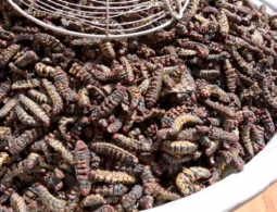 Гусеничные фермы: пища будущего?