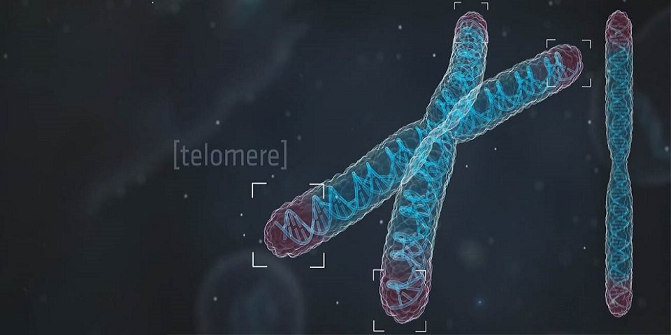 Ученые в деталях рассмотрели фермент клеточного бессмертия